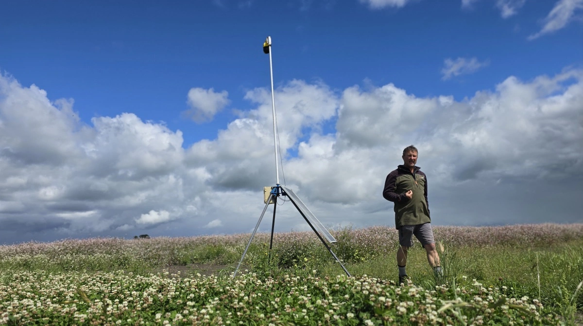 Hvidkløveren til frø er en årlig hovedafgrøde for David Birkett og den ser indtil nu - sidst i januar - perfekt ud. 