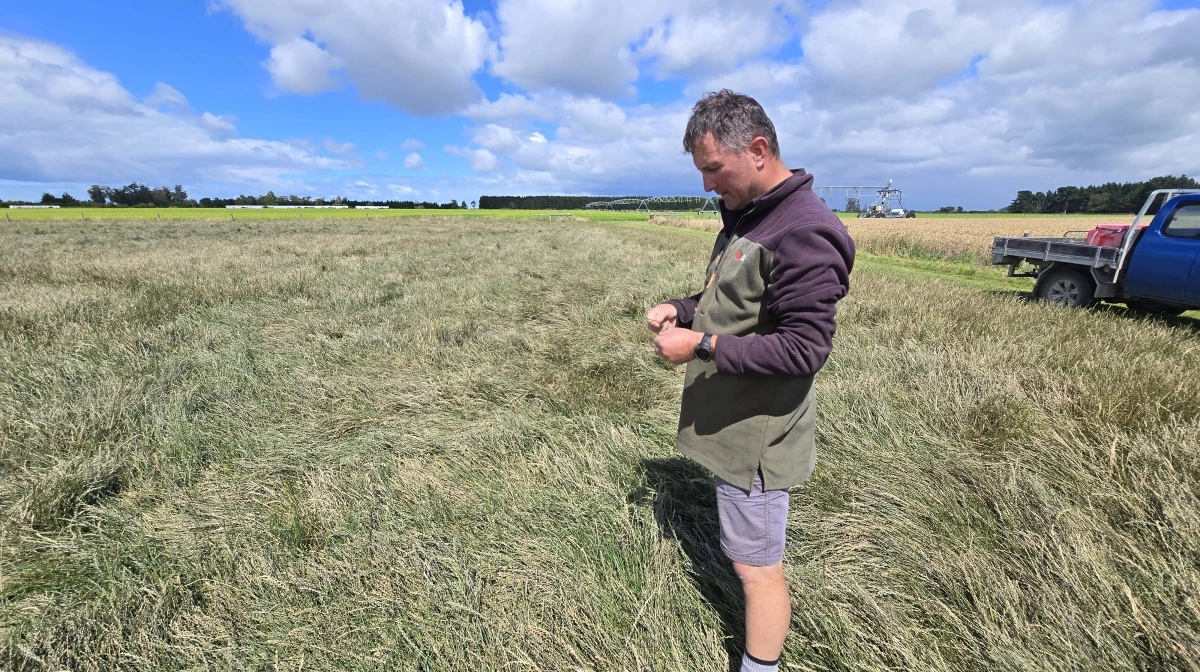 Denne sildige rajgræs har lagt sig passend ned, men er forsinket i modenhed.
