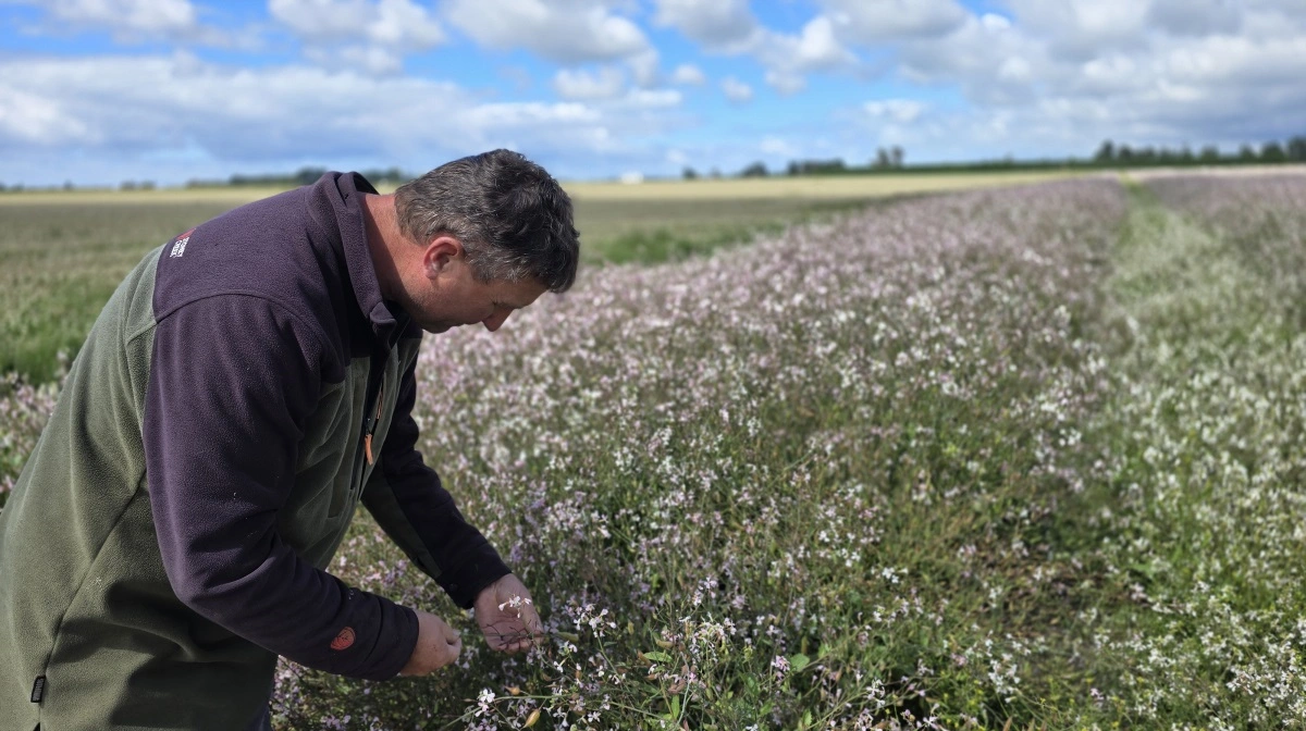 20 hektar med hybrid radise til frø tydeligt delt op i rækker af han- og hunplanter.