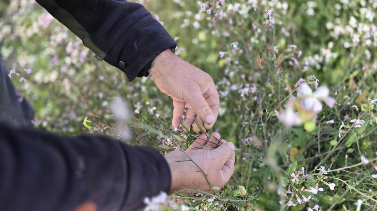- Hybrid radise til frø er som regel vore økonomisk bedste afgrøde og den ser også fin ud i år, fortæller David Birkett.