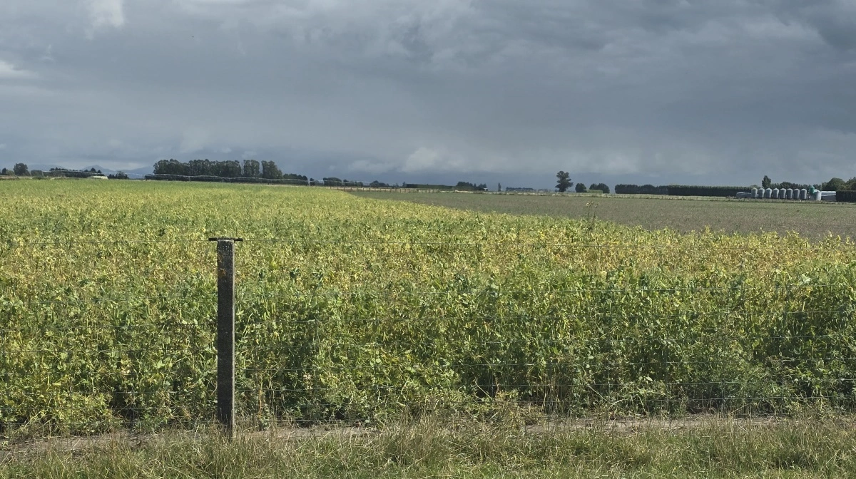 De 20 hektar ærter er dels til grønne ærter og dels til fremavl.