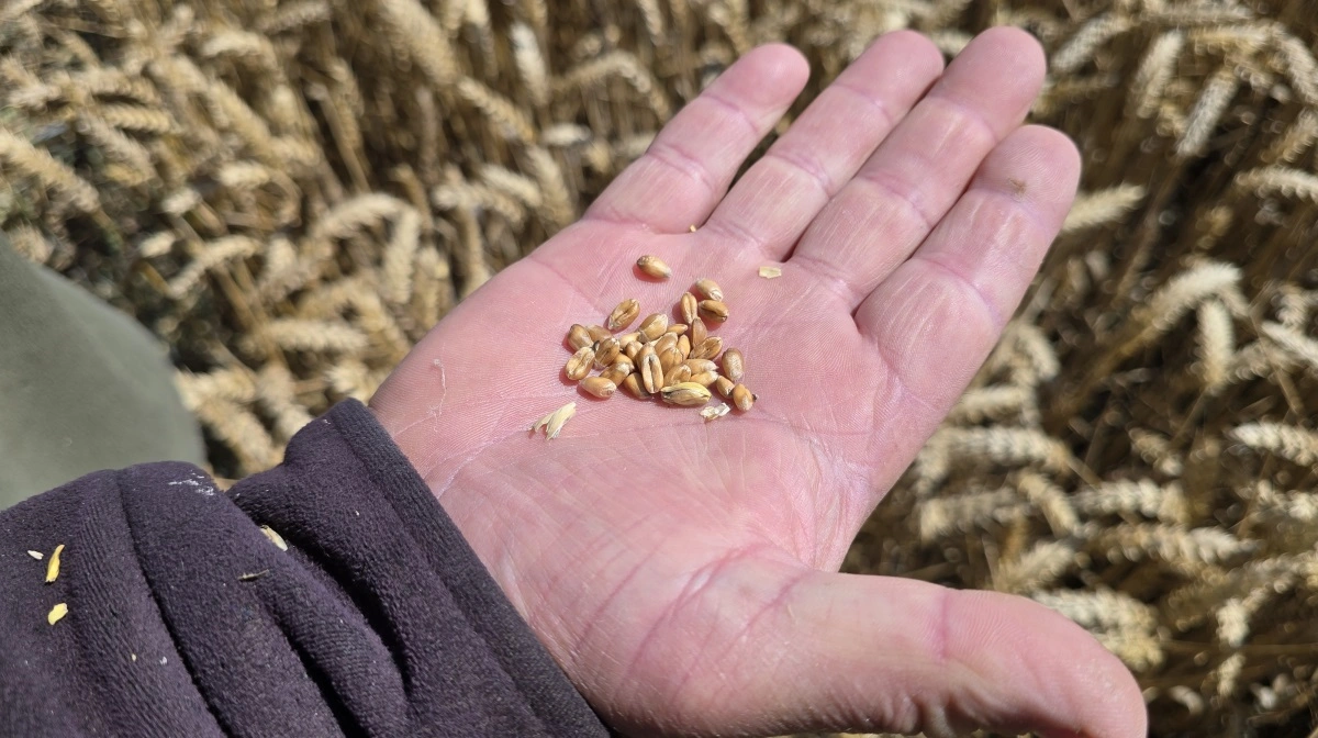 Gode store hvedekerner.