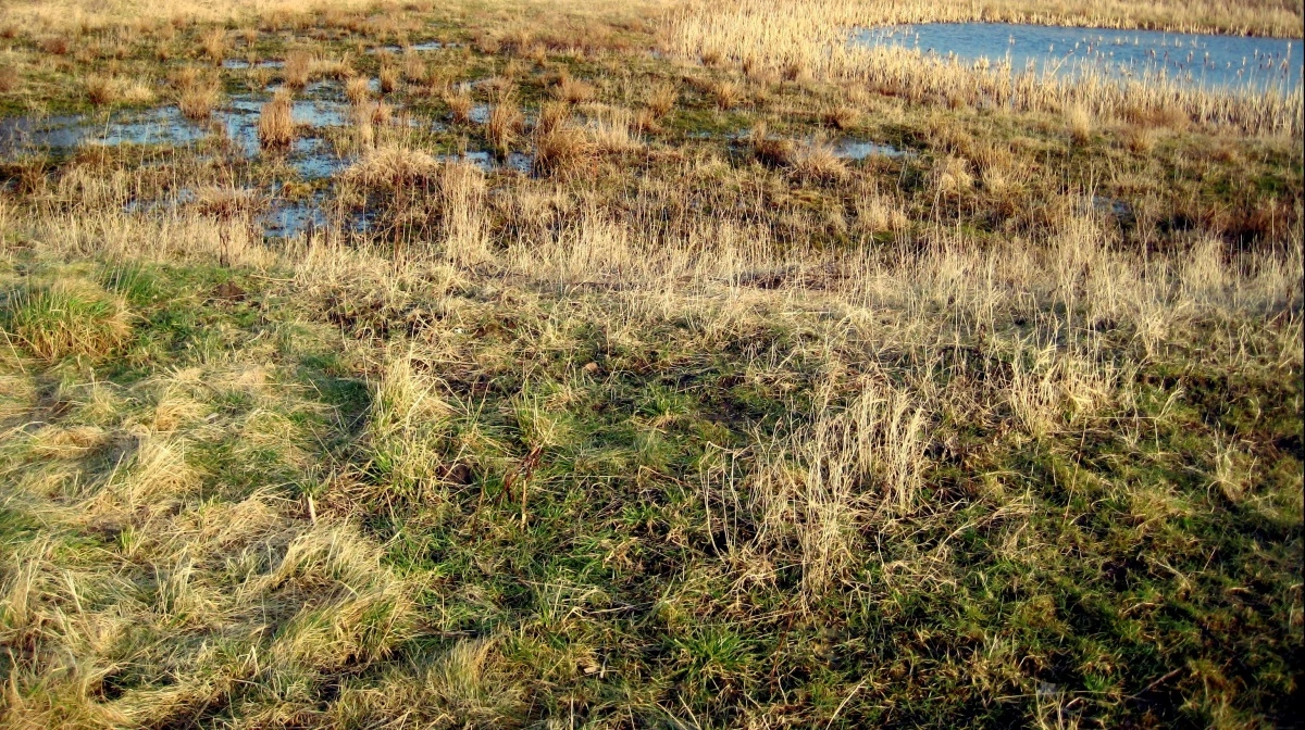 Der ledes især efter våde områder til ekstensivering. Arkivfoto. 