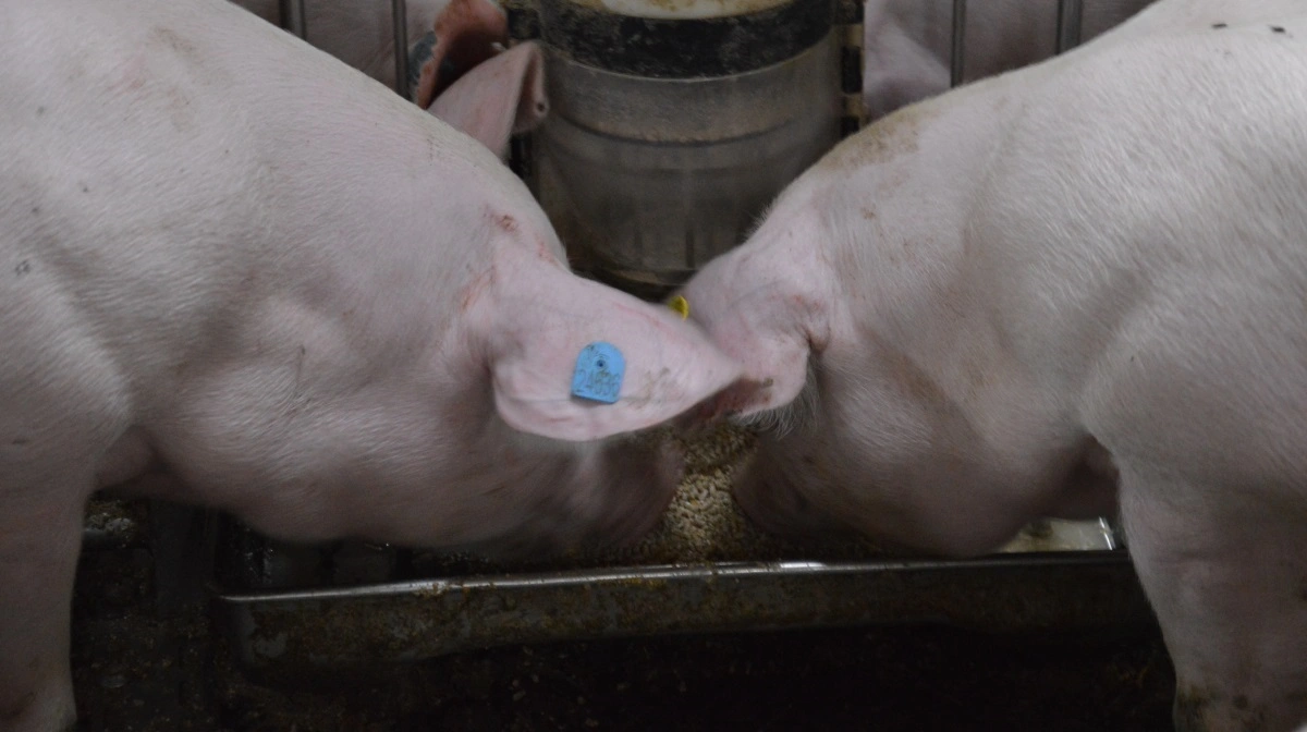 Kulhydrater udgør størstedelen af foderet til enmavede dyr. 