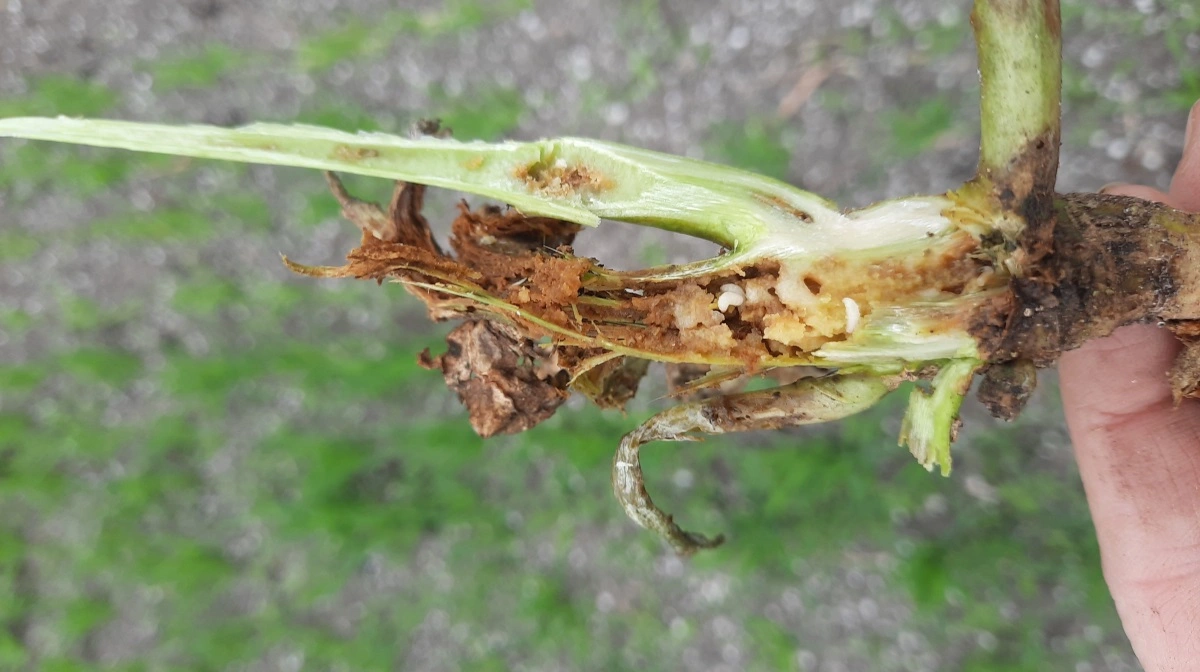 Larverne af bladribbesnudebillen ødelægger rapsplanterne indefra og kan findes inde i stænglerne fra midt i maj. Arkivfoto Velas