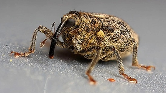 Bladribbesnudebillen er 3-4 mm lang og har en karakteristisk lang snude. Arkivfoto