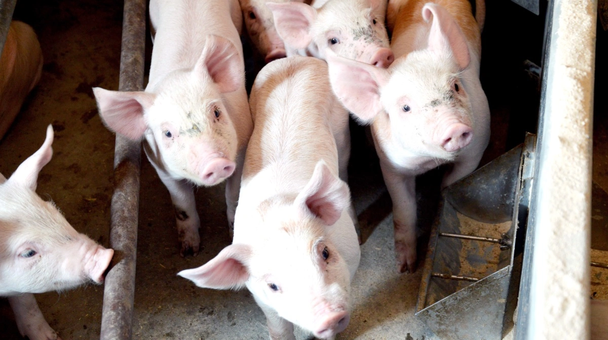 DB Tjek giver overblik over, hvor der kan optimeres. Arkivfoto: Camilla Bønløkke