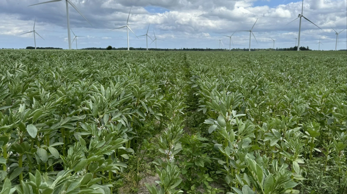Den britiske fjerkræsektor arbejder på at øge brugen af hjemmedyrkede hestebønner som alternativ til importeret soja. Arkivfoto