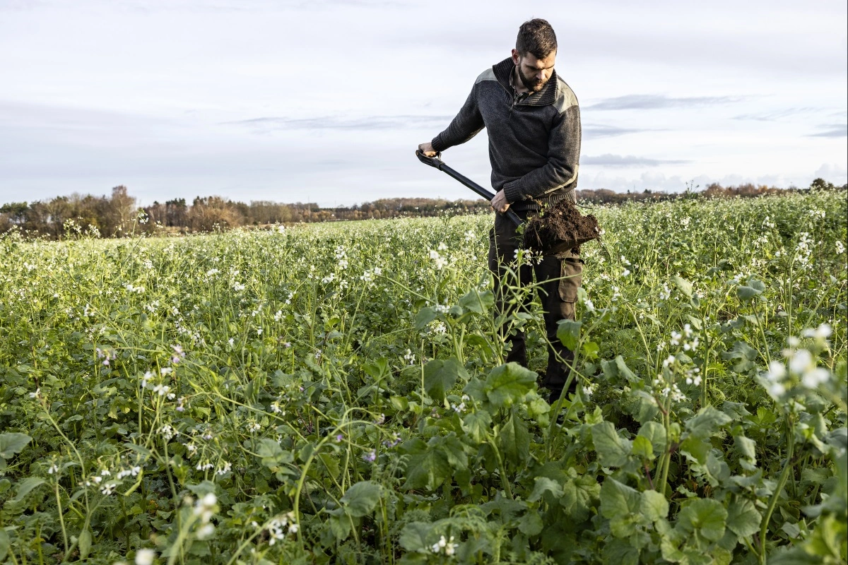 2025 bød på en stor dansk høst, men samtidig lave kornpriser, som pressede marginerne i den danske grovvareforretning betydeligt.