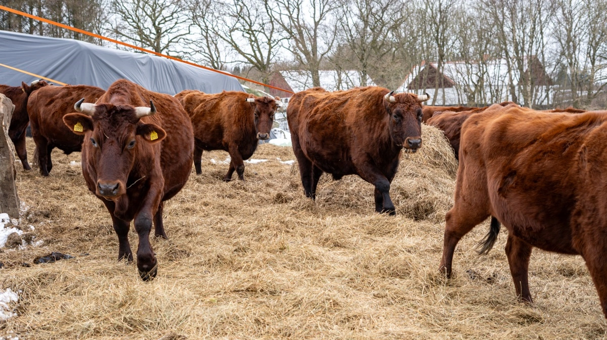 Højvang Økologi er en bedrift med cirka 150 græssende køer, der kræver cirka 300-400 hektar græs.