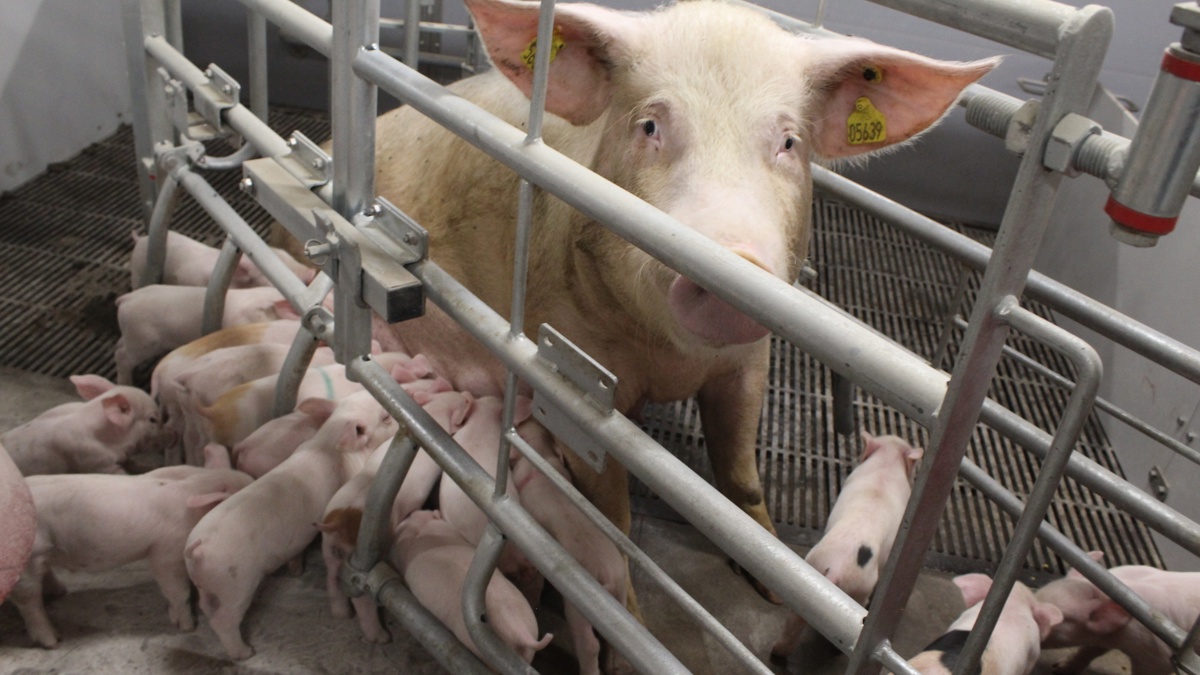 Svineproducenter politianmelder aktivister: - Kan ramme hele branchen med irreversible og uoverskuelige konsekvenser til følge