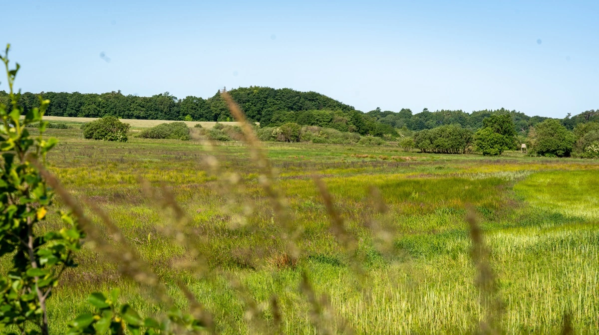 Står det til Klimarådet, skal der højere beskatning til af lavbundsjorde med 125 kr. pr tons CO2. Også selv om der er kommet fart i klima-lavbundsprojekter. Arkivfoto: Alexander Dornwirth