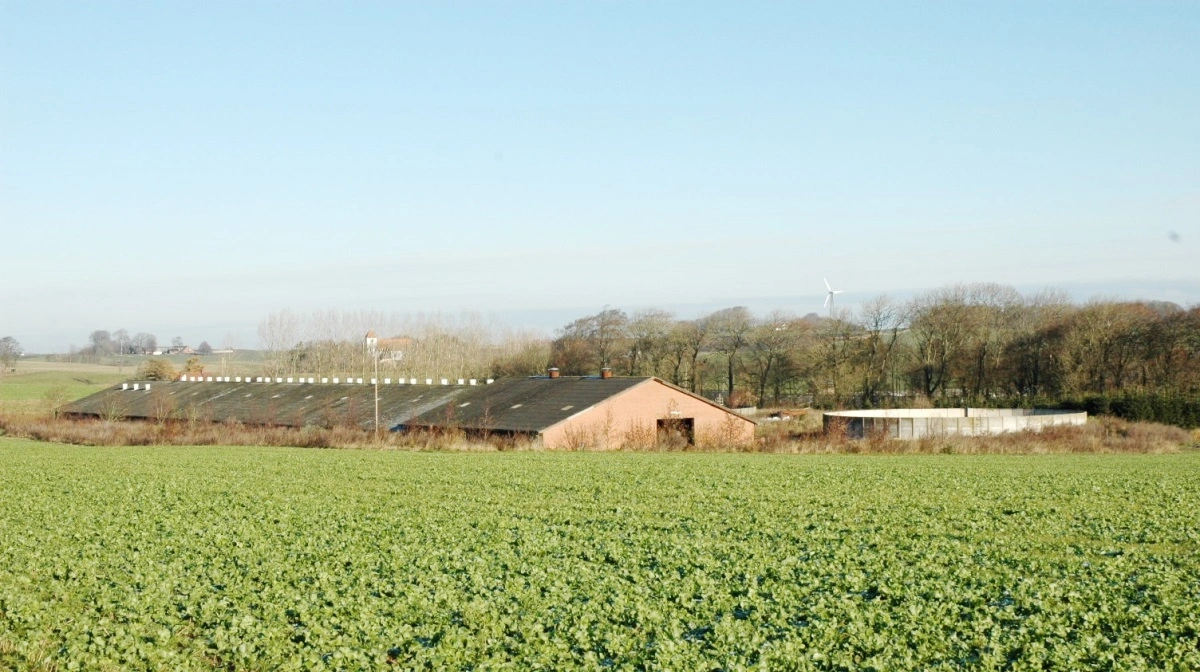 Hvad sker der, hvis en alvorlig sygdom rammer ned i den store danske kvæg-, fjerkræ- eller svineproduktion, og hvordan håndterer myndighederne det. Det har Fødevarestyrelsen, i modsætning til tidligere, valgt at holde hemmeligt af hensyn til fremmede ondsindede kræfter. Arkivfoto