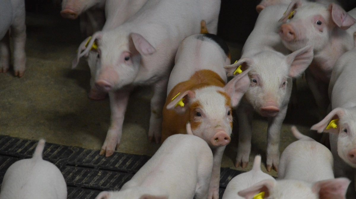 Klam luft i klimastalden er lig med højere risiko for sygdomme, som for eksempel fravænningsdiarré og streptokokker. Arkivfotos: Camilla Bønløkke