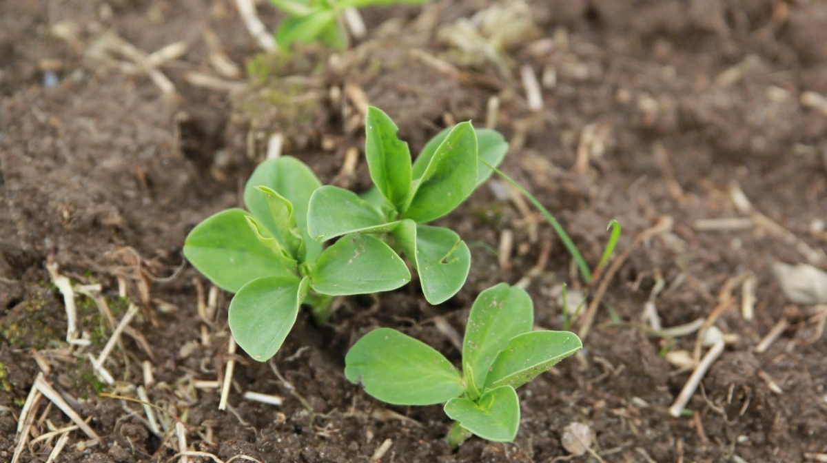 Økologiske hestebønner bør ikke sås senere end 15. april. Arkivfoto: Henriette Lemvig