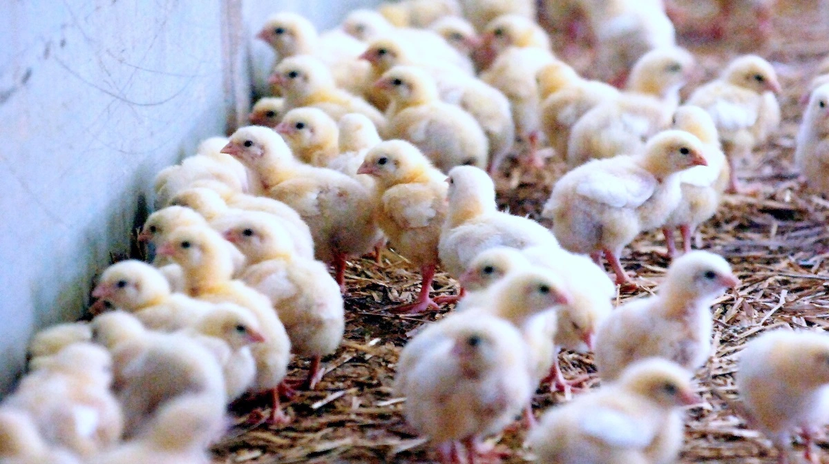 Monitoringsværktøjet Verax sørger for, at der ikke bliver gået på kompromis med dyrevelfærden. Foto: Colourbox