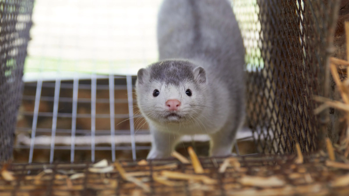 Ministeren fremhævede, at minkavl fortsat er et lovligt erhverv, og at tidligere minkavlere eller deres familiemedlemmer kan drive virksomhed, så længe det sker inden for gældende regler. Arkivfoto