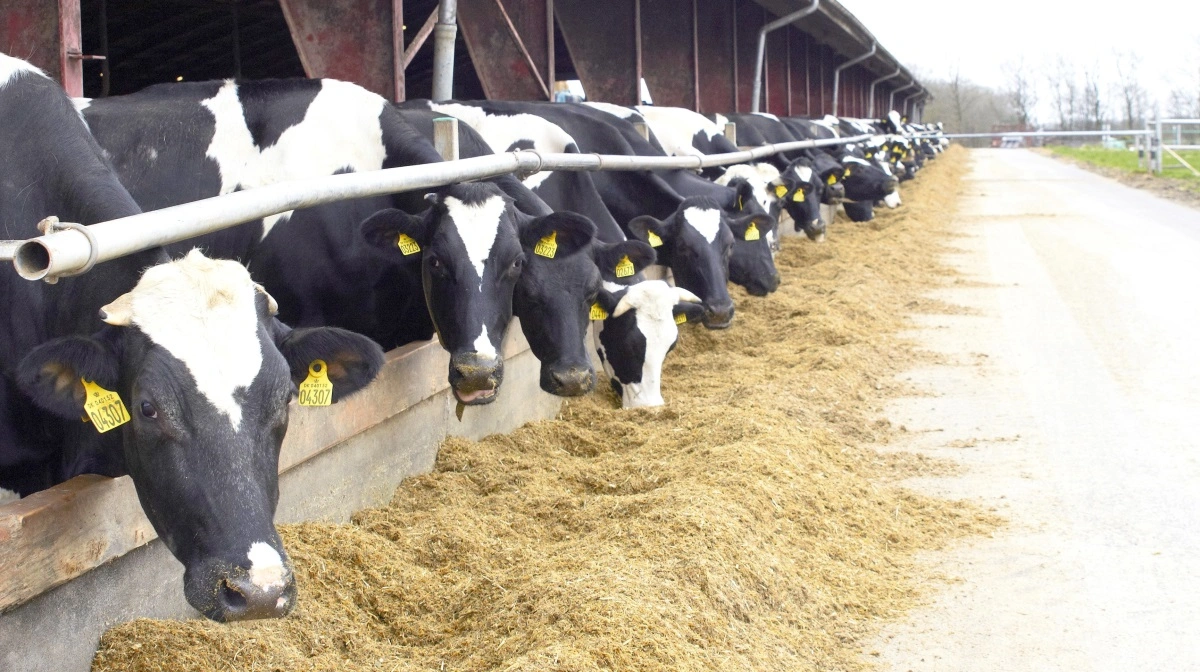 På Elmegården i Frederiks ved Karup har man stor erfaring med at bruge data. Arkivfoto: Tenna Bang