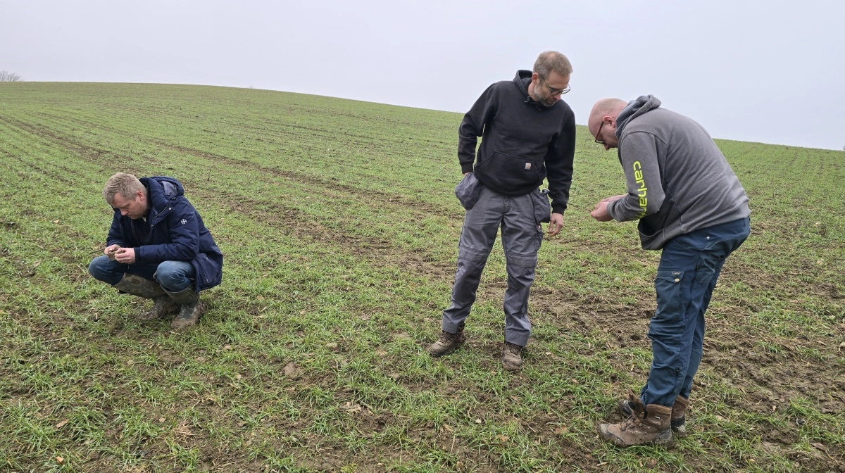 Planteavler Nicolai Laier (th) i gang med at tjekke sin vinterhvede for græsukrudt i form af væselhale og italiensk rajgræs sammen med sin kollega og samarbejdsparter Dan Dørr og Søren Lykkegaard Hansen fra Bayer (tv). Fotos: Jørgen P. Jensen 