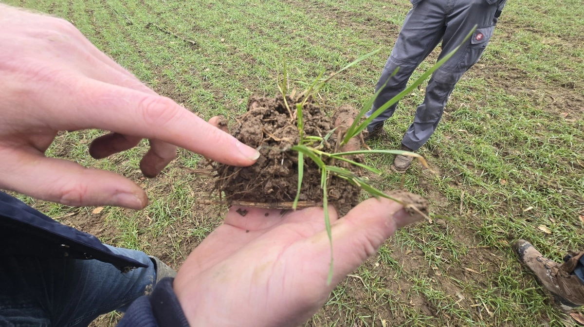 Friske, hvide rodspidser på italiensk græsukrudt i hvedemarker

























































































































































































































