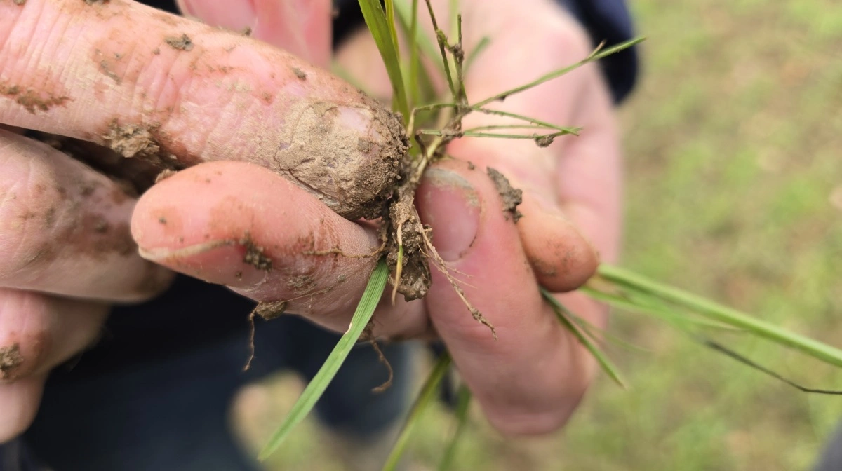 Jorden er fedtet med højt lerindhold, men græsukrudtet vokser meget hurtigt i disse dage.
