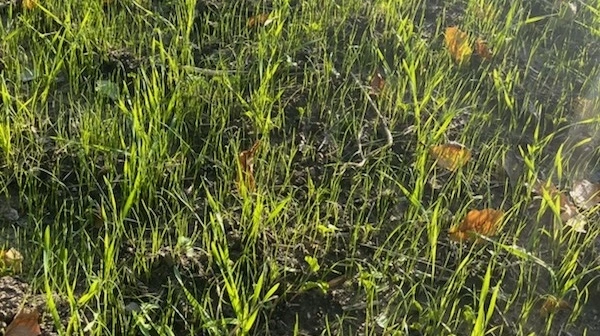 Nicolai Laiers vinterhvedemark før ukrudtssprøjtning i efteråret - her set den 26. september. Fotos: Nicolai Laier.