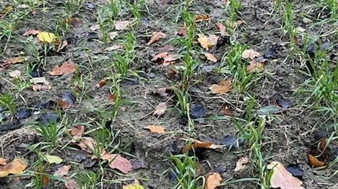 Samme vinterhvede set den 24. oktober efter ukrudtssprøjtning.