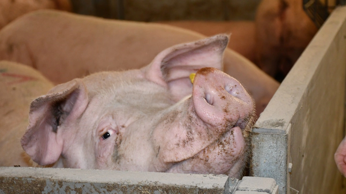 I dag omfatter produktionen på Landbruget Stovgaard 18 ejendomme med grise - 1.450 årssøer full-line med levering af 120.000 slagtesvin, hvoraf de 50.000 smågrise indkøbes.