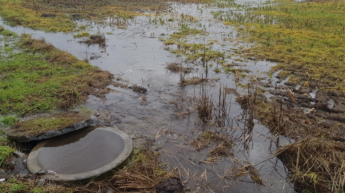 Et godt eftersyn starter ofte i marken, mens jorden er fugtig. Her afslører både overfladiske vandpletter og ujævn vækst meget om drænenes tilstand. Fotos: Velas