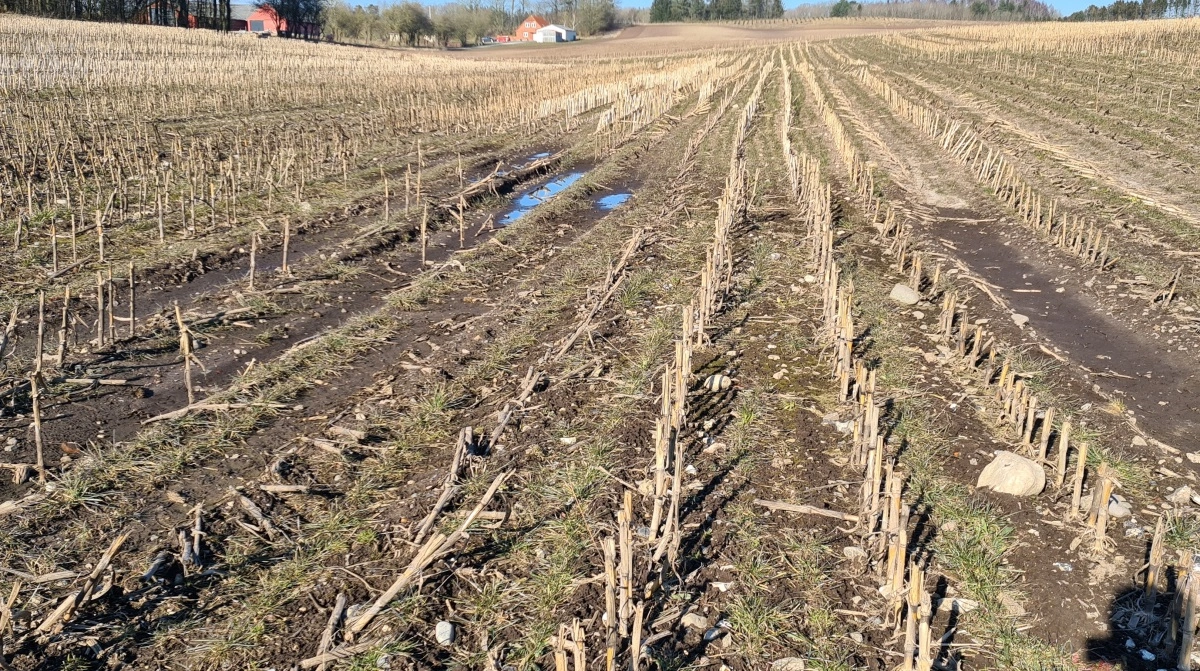 Erfaringer fra flere driftsgrene viser, at forbedret dræning ofte øger udbyttet med 5–20 procent, afhængigt af jordtype og afgrøde. 