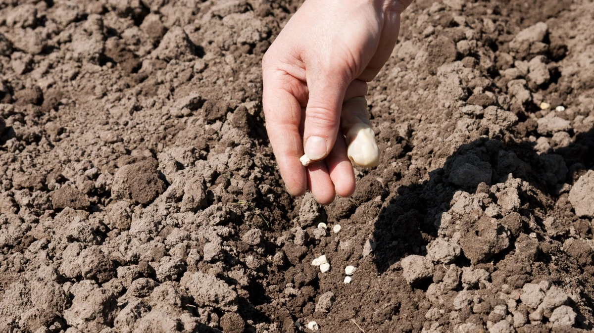 Forårsjævndøgn markerer forårets komme, hvor alting begynder at spire og gro. Fotos: Colourbox