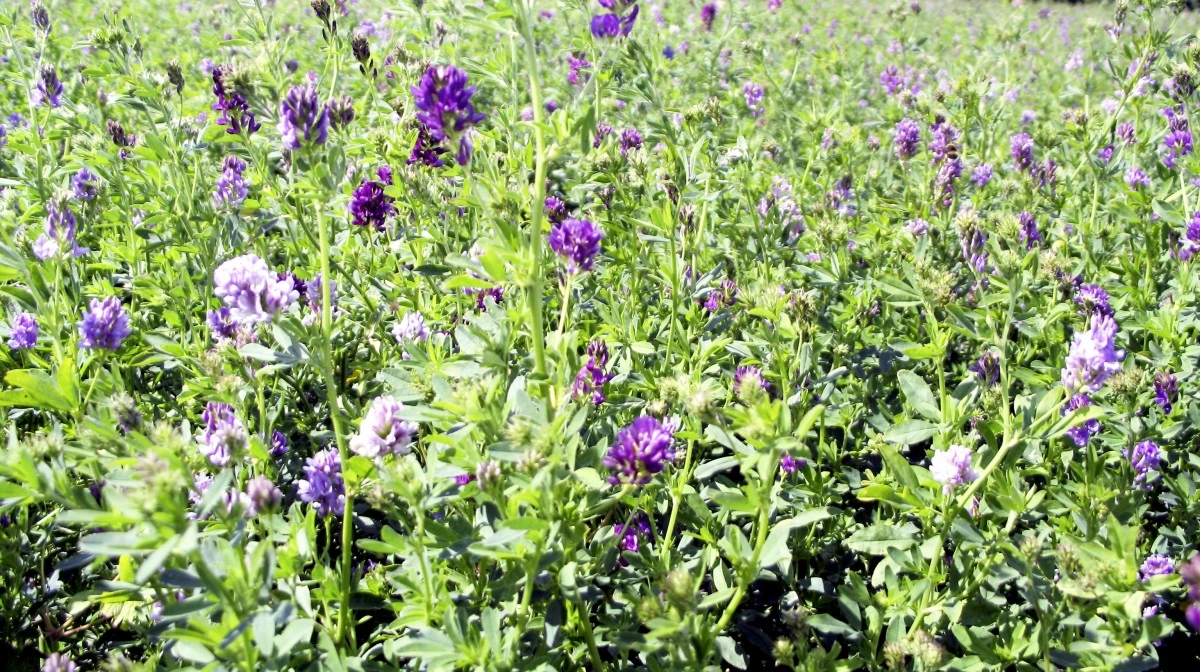 Græs, græsblandinger og lucerne kan afgræsses eller høstes som førsteårs omlægningsafgrøde, efter at marken er indberettet til Styrelsen og er påbegyndt omlægning til økologi. Arkivfoto