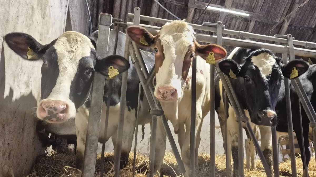 Robotterne har givet frihed, og samtidig med nogle gode år som mælkeproducent og et jordsalg til Naturstyrelsen er Kim Fagerlin klar til fremtiden.