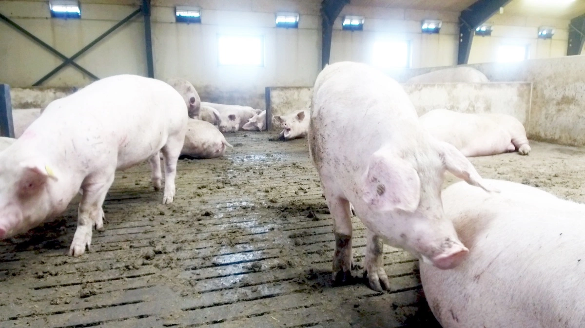 Der er brug for en række nye tiltag i svinestaldene, herunder flere grise med hele haler, mere beskæftigelsesmateriale og en styrket indsats for dyrevelfærd i samarbejde med myndighederne, hvis det står til de tre topfolk. Arkivfotos: Alexander Dornwirth
