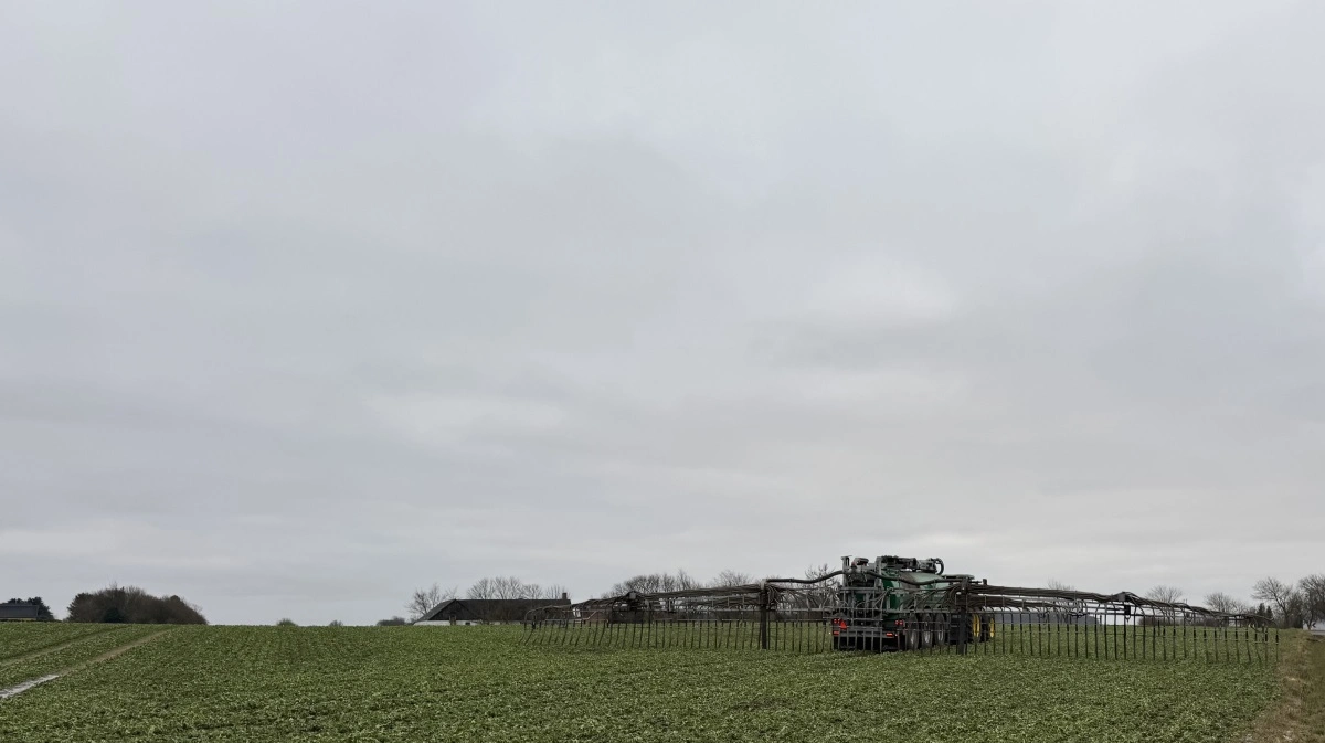 Gør man brug af præcisionsjordbrugsordningen, er gylleprøver et krav for at få reduktion i efterafgrødekravet. Men der er flere gode grunde til at få analyseret gyllen, lyder det fra Velas. Arkivfoto: Kasper Stougård
