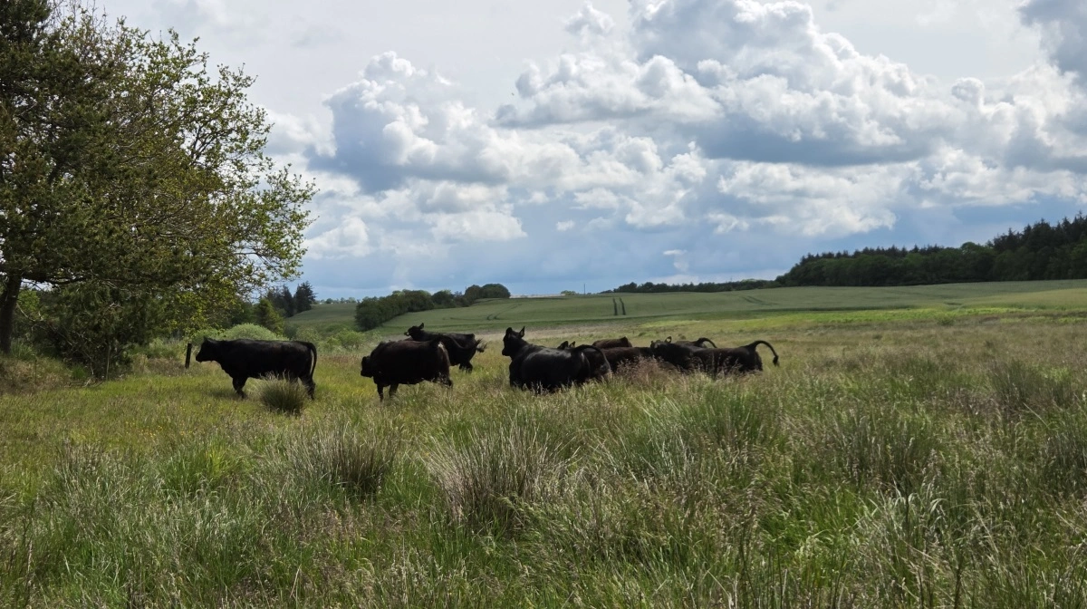 Styrelsen for Grøn Arealomlægning og Vandmiljø lemper praksis for vurdering af rådighed over arealer med tilsagn om pleje af græs- og naturarealer. Arkivfoto