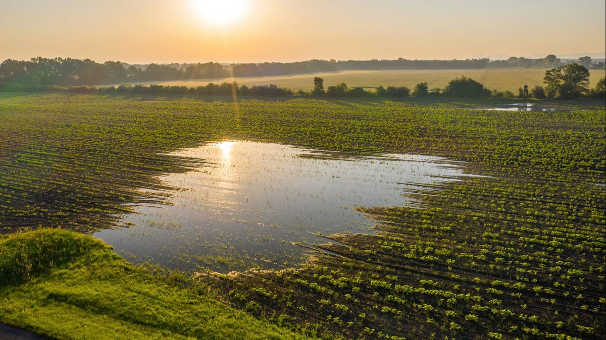 I den grønne trepart skal store arealer tages ud af drift for at reducere kvælstofudledning og forbedre vandmiljøet. Foto: Colourbox