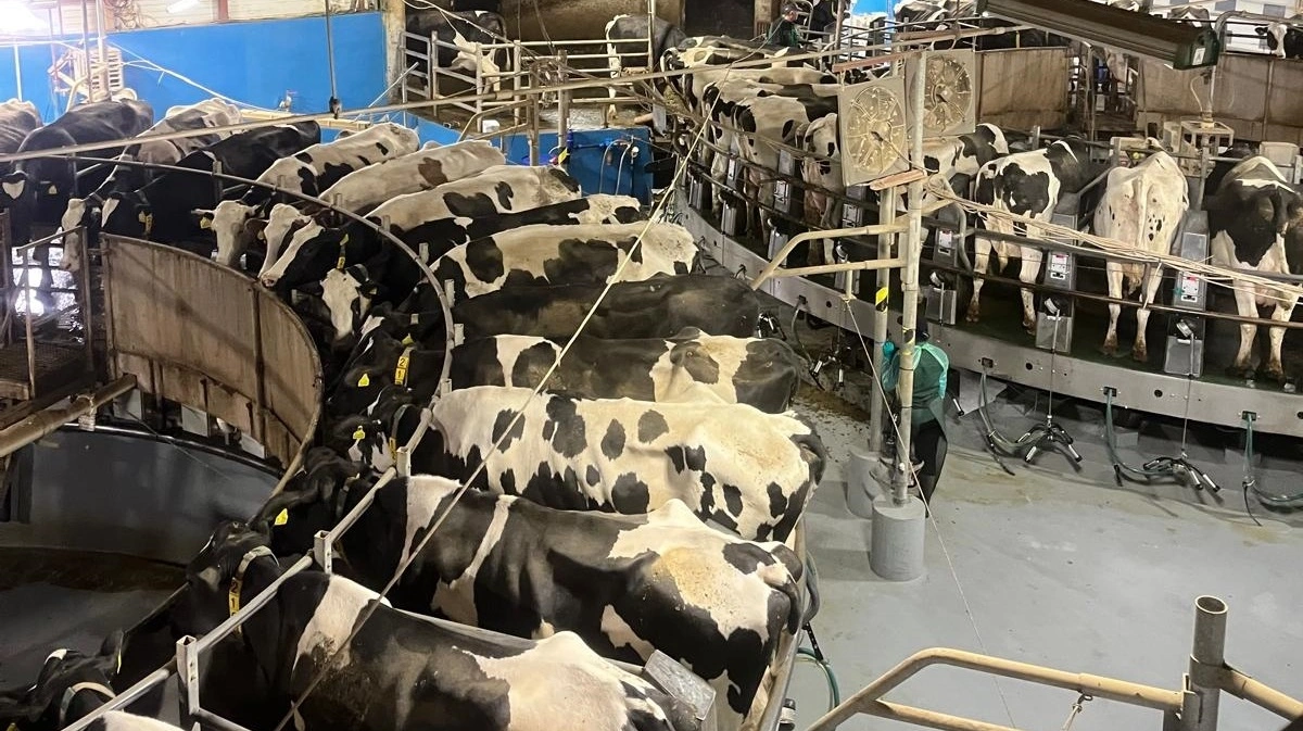 FirstFarms fik konstateret mund- og klovesyge den 30. marts 2025. - Allerede om aftenen begyndte vi at vaccinere alle dyrene mod mund- og klovesyge for at begrænse smitten mellem dyrene, fortæller Søren Gerber Nielsen. Fotos: FirstFarms