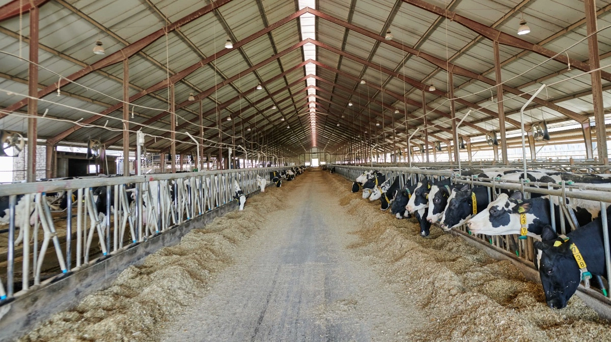 I dag malker FirstFarms 2.200 køer og har 300 kvier, som skal kælve hver måned de næste tre måneder. - Så vi forventer at være på de samme antal malkende køer i andet halvår, men selvfølgelig på en ung besætning med mange 1. laktationskøer, så ydelsesmæssigt bliver hele 2026 meget berørt, fortæller Søren Gerber Nielsen.