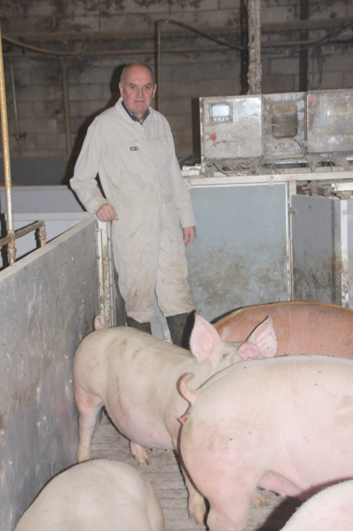 Niels Ørvad har grise i stalden igen, efter den har stået tom i tre år. Privatfoto