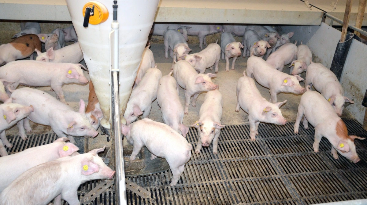 Softwaren bag Daltec Weight Watch anvender kamerateknologi til løbende at overvåge dyrenes vægt og til at justere fodertildelingen. Arkivfoto: Camilla Bønløkke