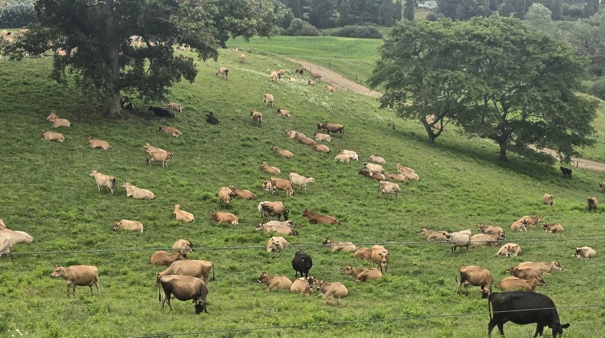 De 750 jerseykøer går ude året rundt, som alle køer gør i New Zealand.