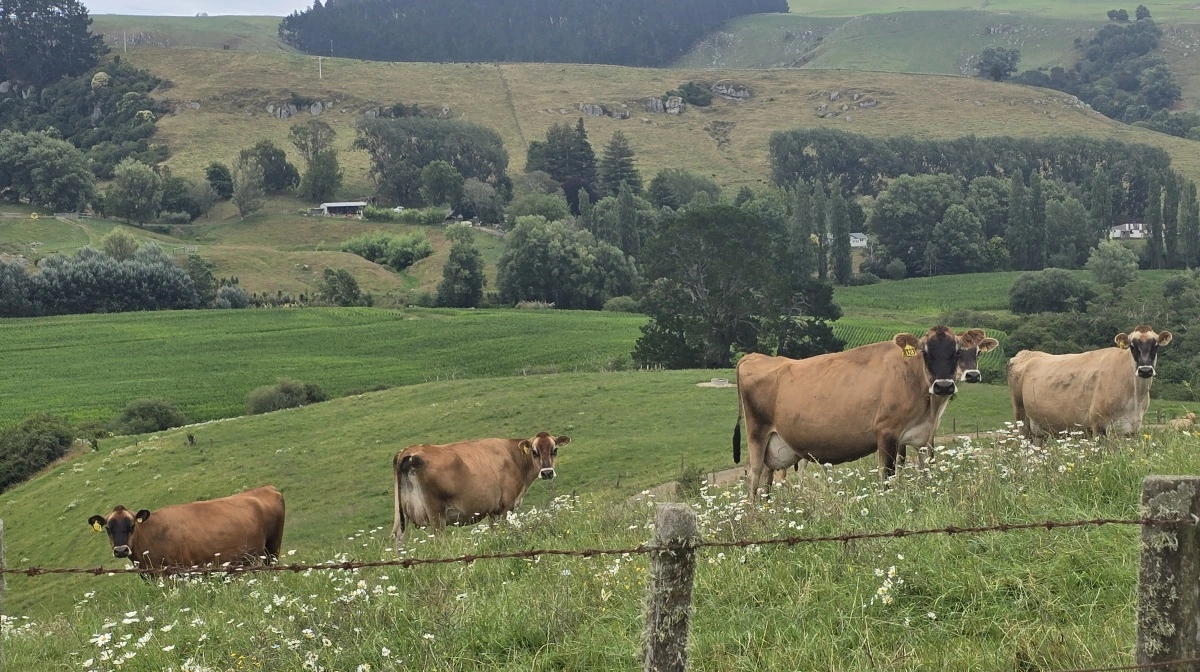 Det koster i mælkeydelse, at køerne går i så stejle bakker, vurderer Warren Berry.