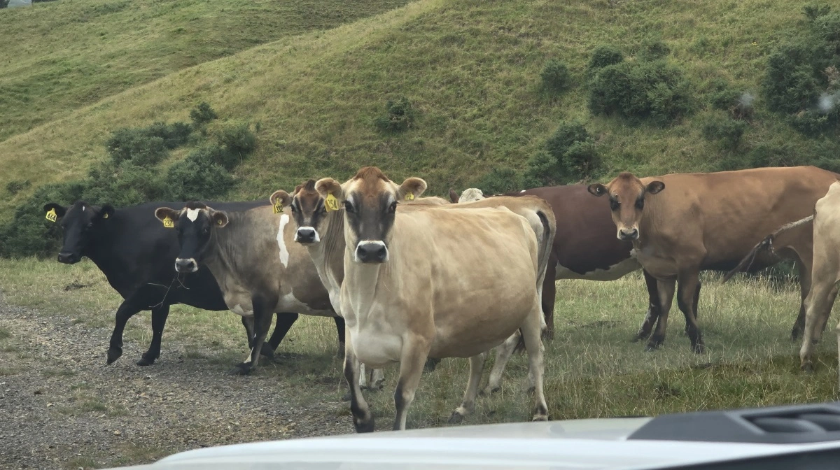 Newzealandsk jersey kommer i alle farver.