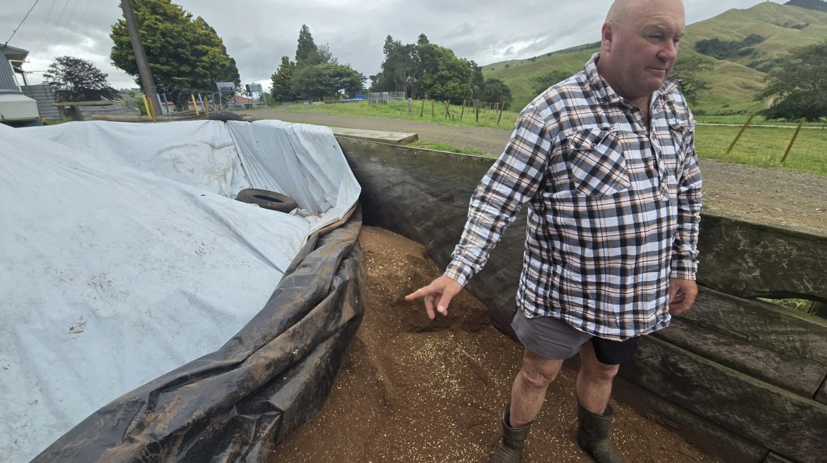 Særligt om vinteren fodres køerne med palmeoliekerner, som altid er på lager.