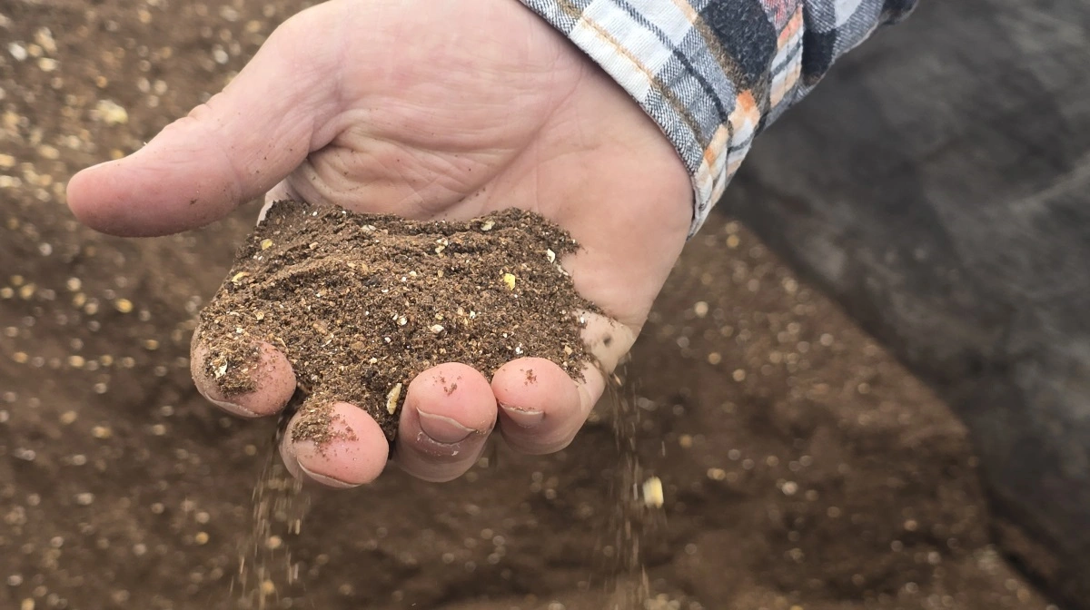 Formalede palmeoliekerner er et meget brugt fodermiddel på New Zealand - også om sommeren, hvor græsset kan være næsten væk i varmen.