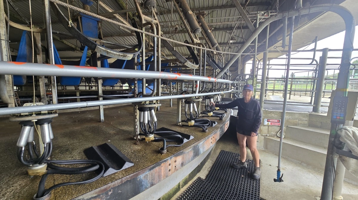 Louise Berry viser malkekarrusellen med plads til 50 køer ad gangen.