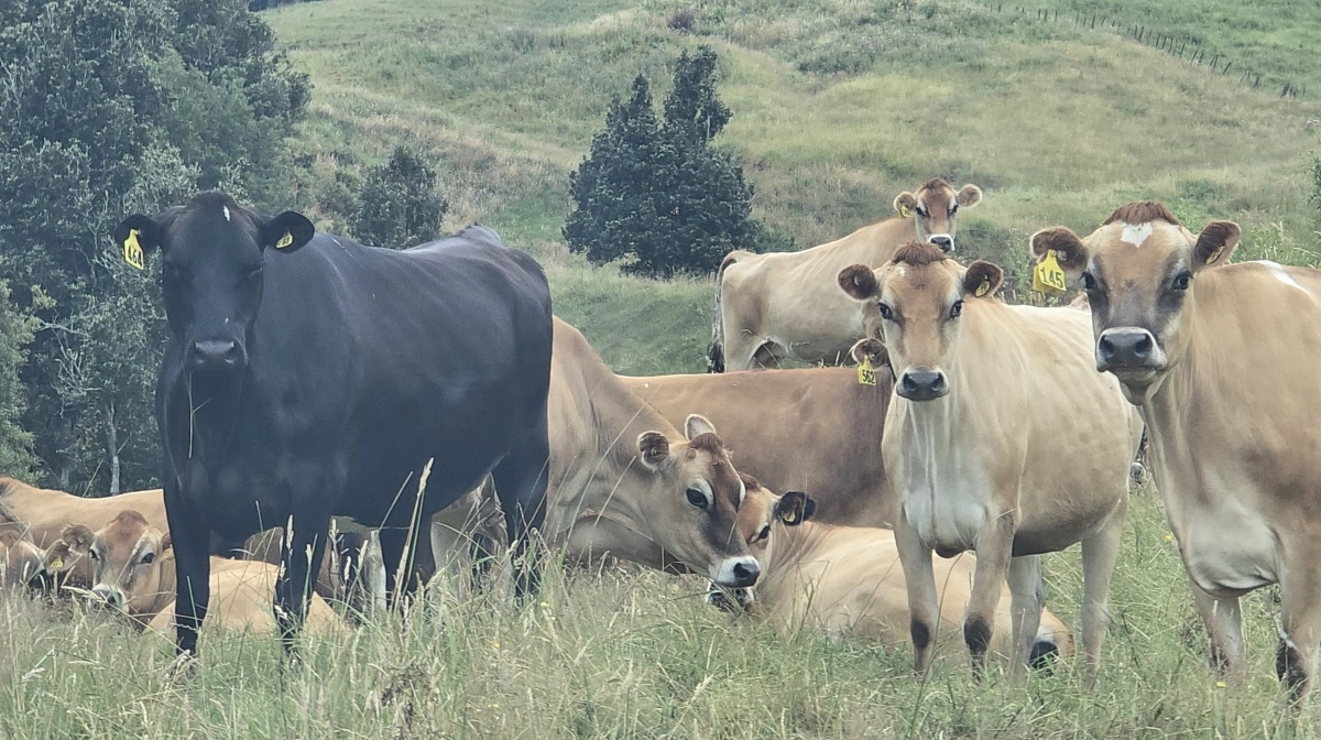 Både Warren Berry, hans far og bedstefar har haft stor interesse i avl af jersey.
