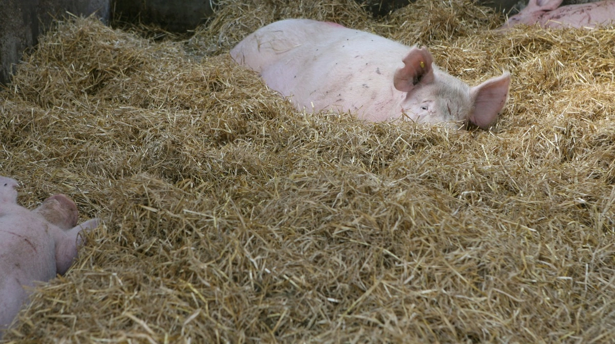 I både byg og halm ses mange forskellige toksiner samtidigt. Arkivfoto: Camilla Bønløkke