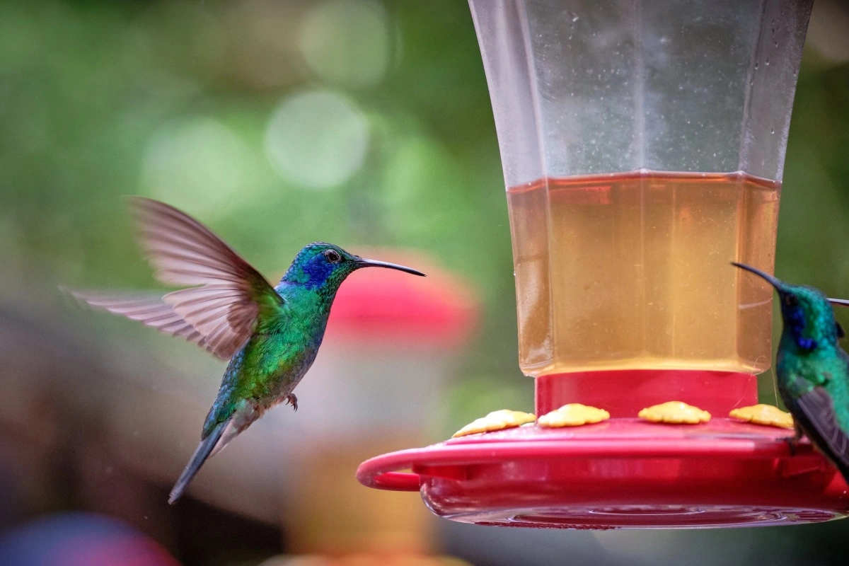 Den lille kolibri, der er mange forskellige af, er fascinerende, når den svirrer stille i luften.
